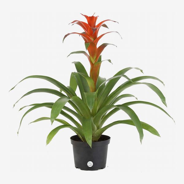Live Plants on Sale at Amazon 2019 | The Strategist