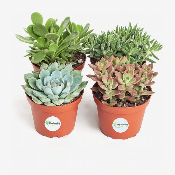 Shop Succulents Assorted Collection of 4 Succulent Plants