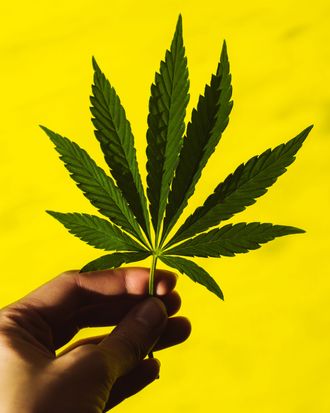 A hand holding a single marijuana leaf against a bright yellow background.