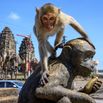 TOPSHOT-THAILAND-TOURISM-ANIMALS-HEALTH