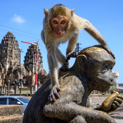 How Police In Lopburi Are Defending Town From Monkey Gangs