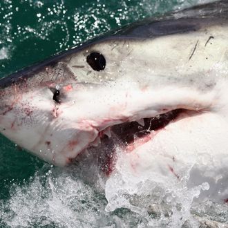 Cage Diving With Great White Sharks In South Africa