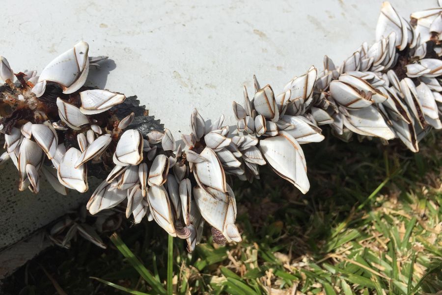 (150806) – THE REUNION ISLAND, - Photo taken on Jul.29, 2015, shows shells growing on a piece of debris on Reunion Island. Verification had confirmed that the debris discovered on Reunion Island belongs to missing Malaysian Airlines flight MH370, Malays