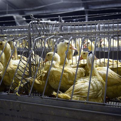 A foie gras feedlot in France.