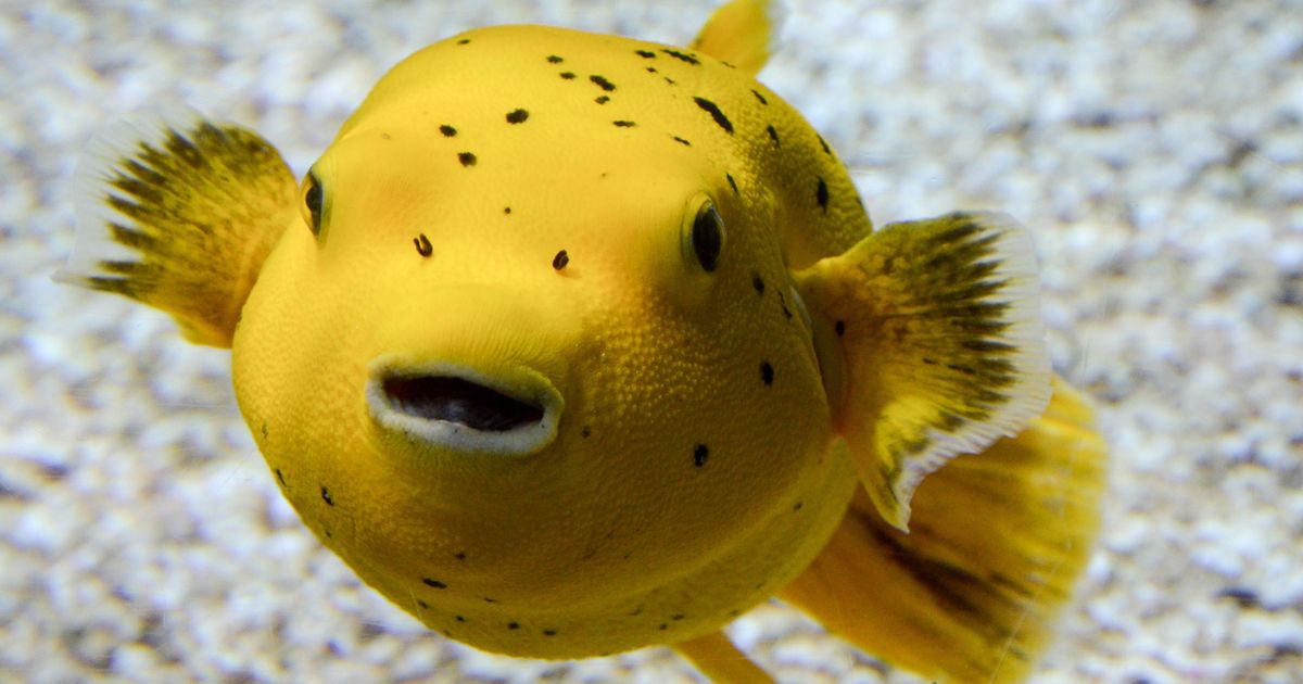 Dreams About Fish What Do They Mean? An Expert Reveals