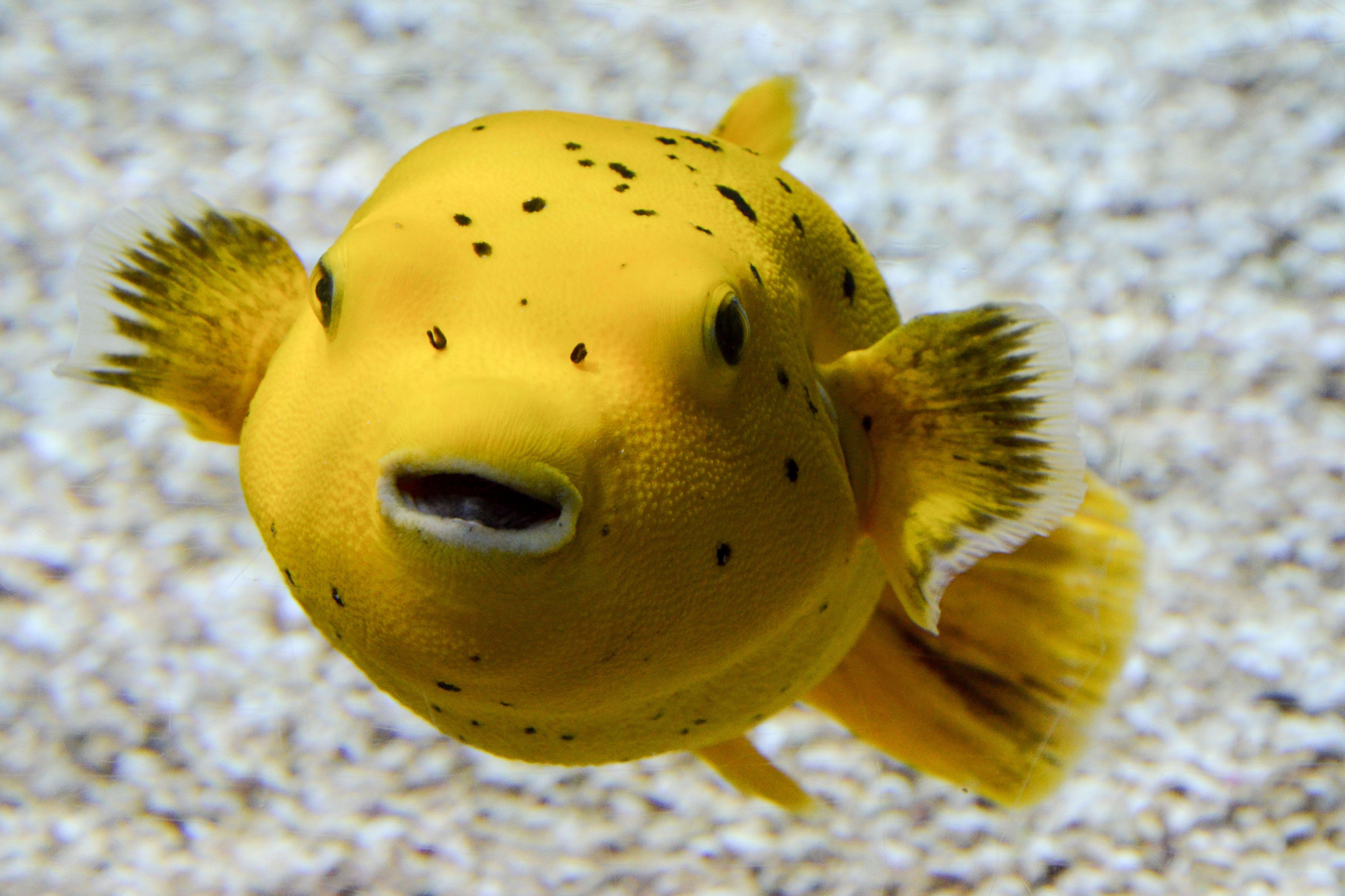 Рыбы желтого моря