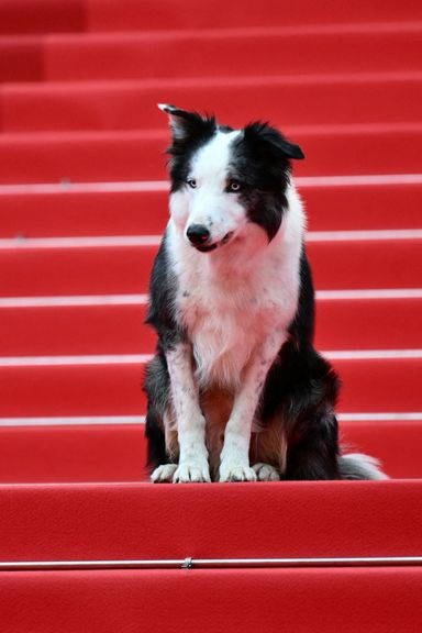 FRANCE-FILM-FESTIVAL-CANNES