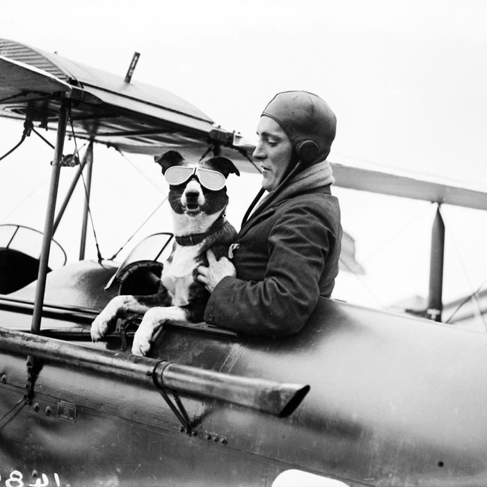 air travel dog carrier