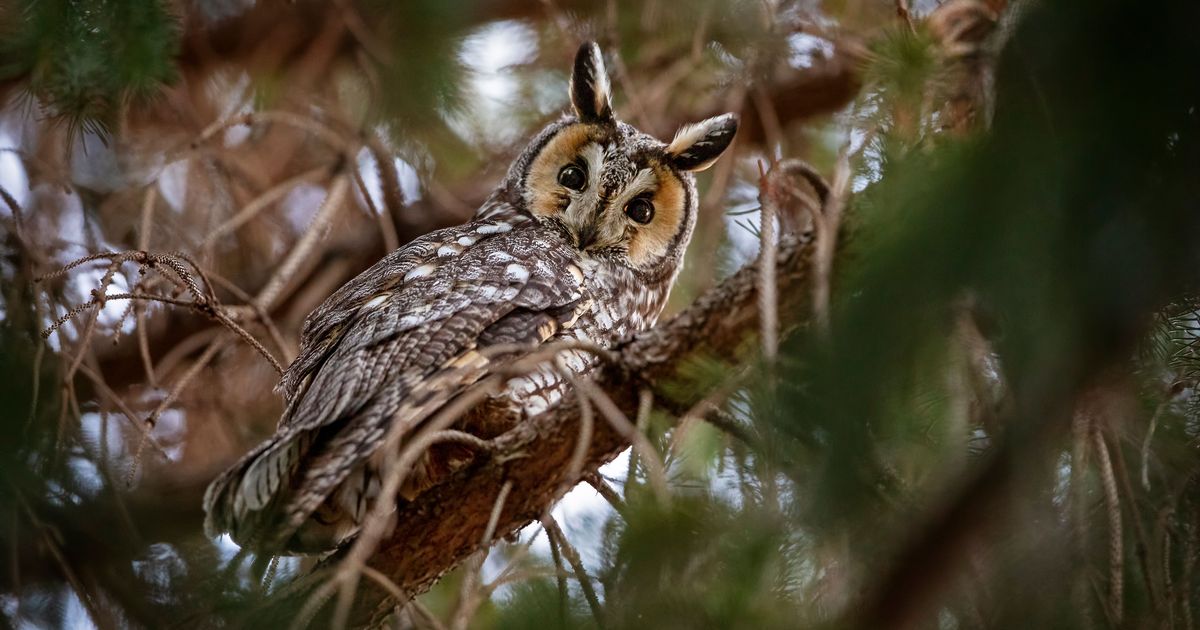 Long Eared Owl Spotted in New York City’s Central Park