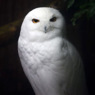 A snowy owl is pictured, on November 13, 2014, at the zoo, in Mulhouse, eastern France. 