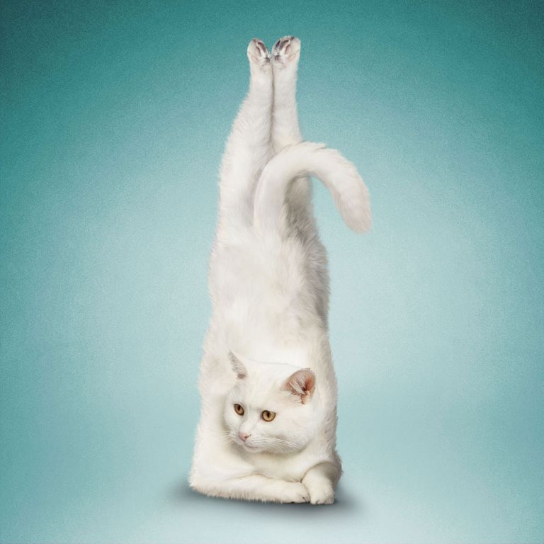 See Cats and Dogs Doing New Year’s Yoga