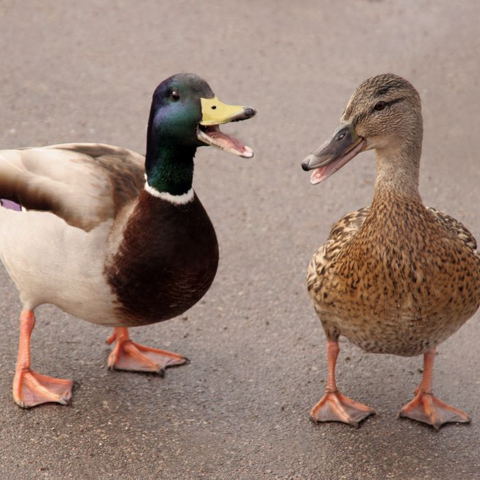 do ducks and dogs get along