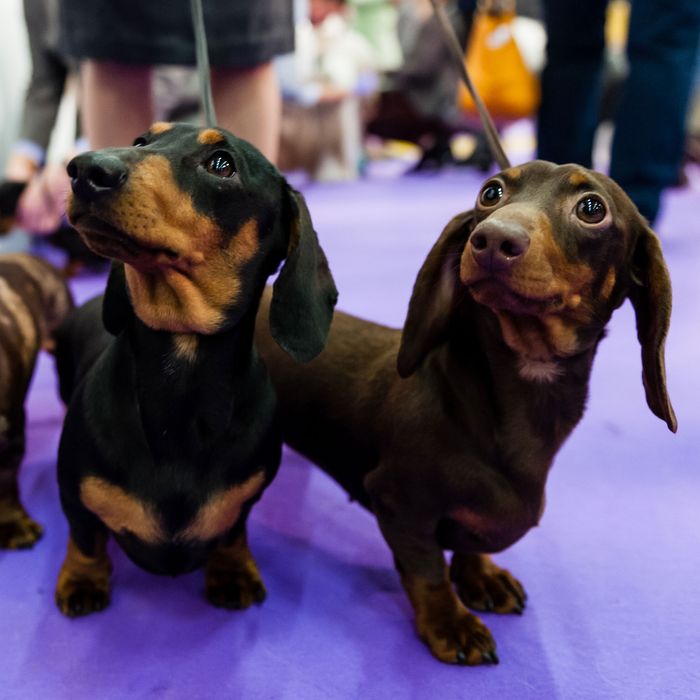 has a dachshund ever won best in show