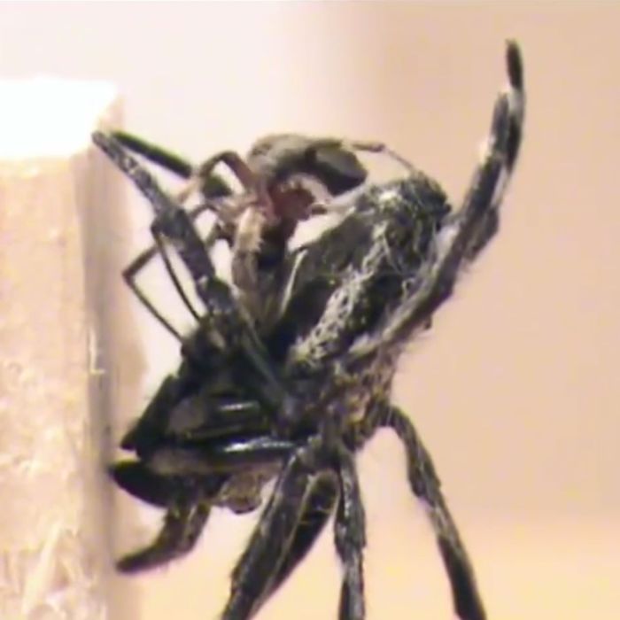 Male Spider Just Really, Really Into Oral