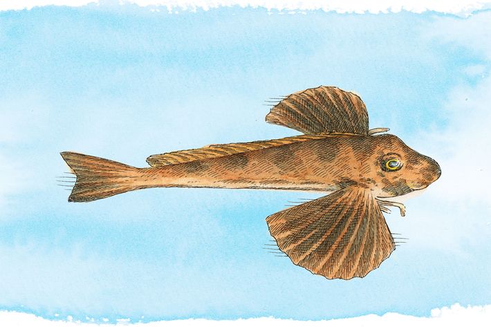 Sea Robin