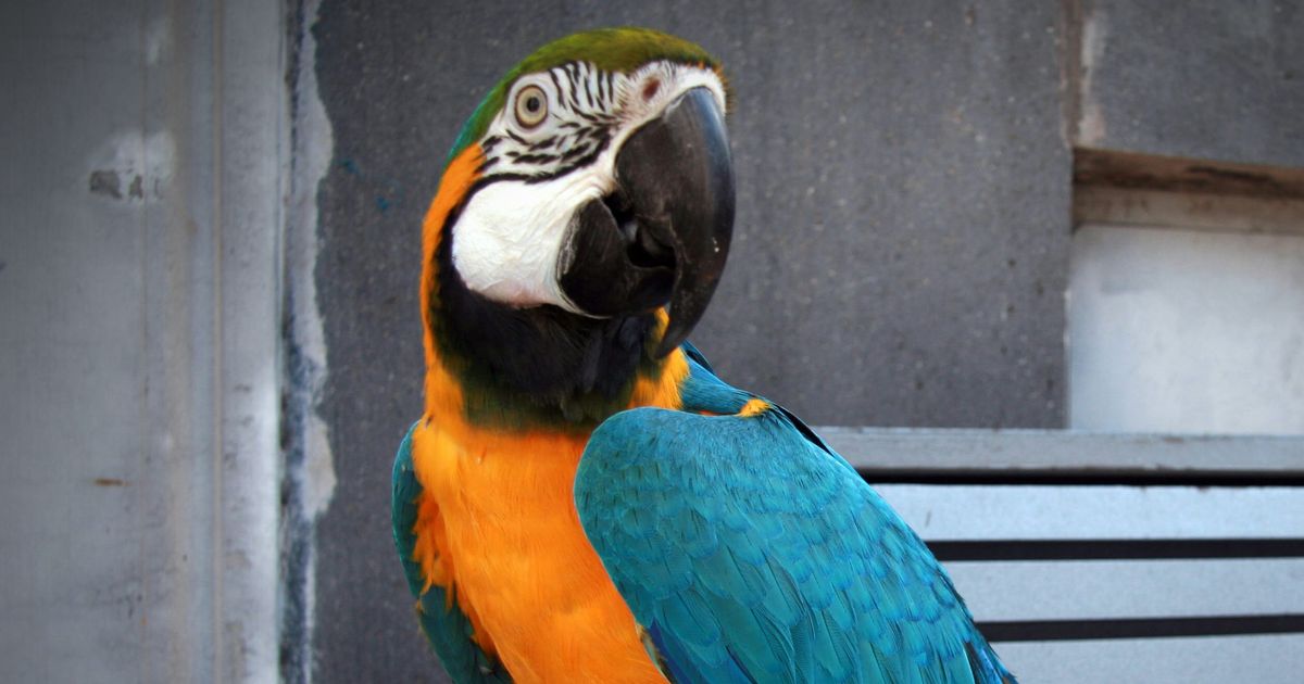 Serious Question: Can a Parrot Act As a Witness in Court?