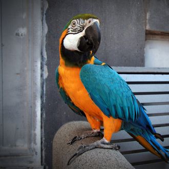 Can a Parrot Act As a Witness in Court? -- Science of Us