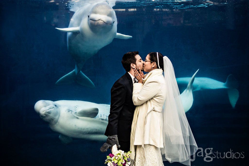 Beluga Whales Kissing