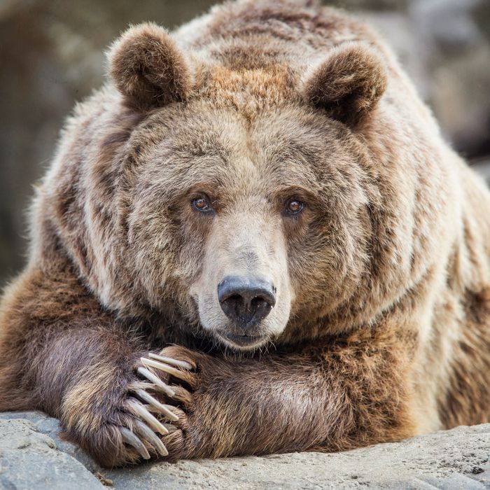 Fat Bear Week 2020 In Katmai National Park Is Upon Us