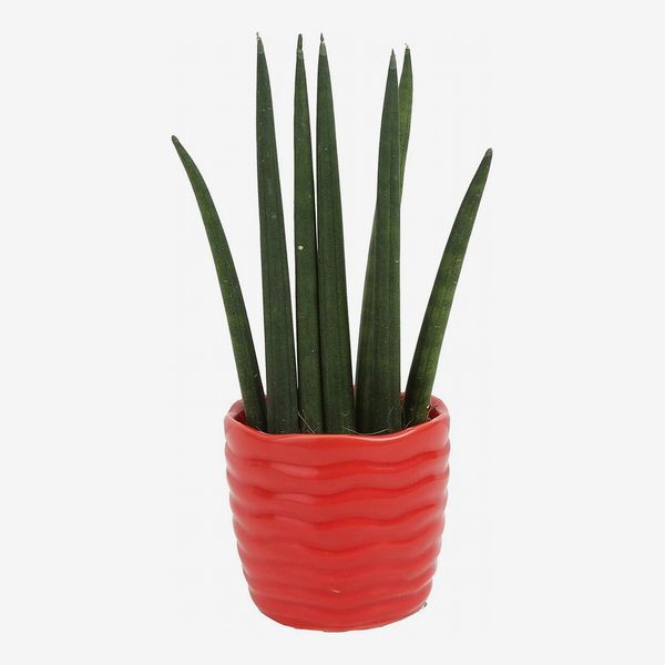 costa farms sansevieria cylindrica succulent-like live indoor plant, 6-inches tall - strategist best sansevieria cylindrical succulent 