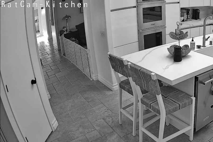 Are You Doing Your Part to Keep Casey Wilson’s Home Rat Free?