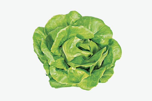 Lettuce Grow Rex Butter Lettuce