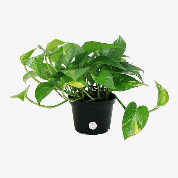 Costa Farms Easy Care Devil's Ivy Golden Pothos Live Indoor Plant, 6-Inch