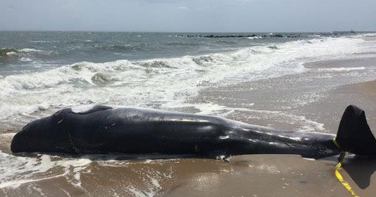 Dead Whale Washes Onto Coney Island Beach