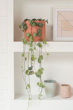 String of Hearts (Including Pot)