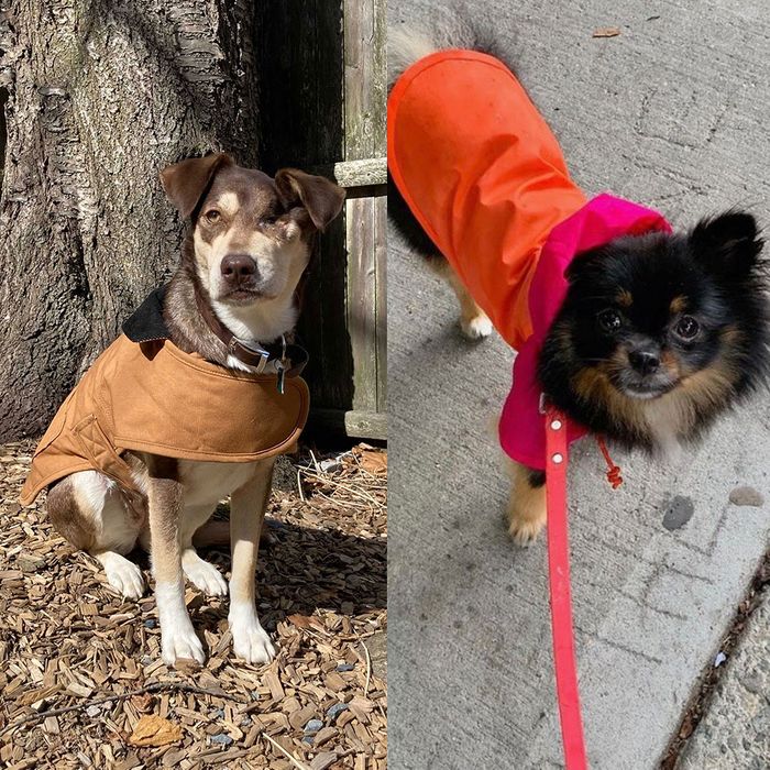 cute dog jackets for winter