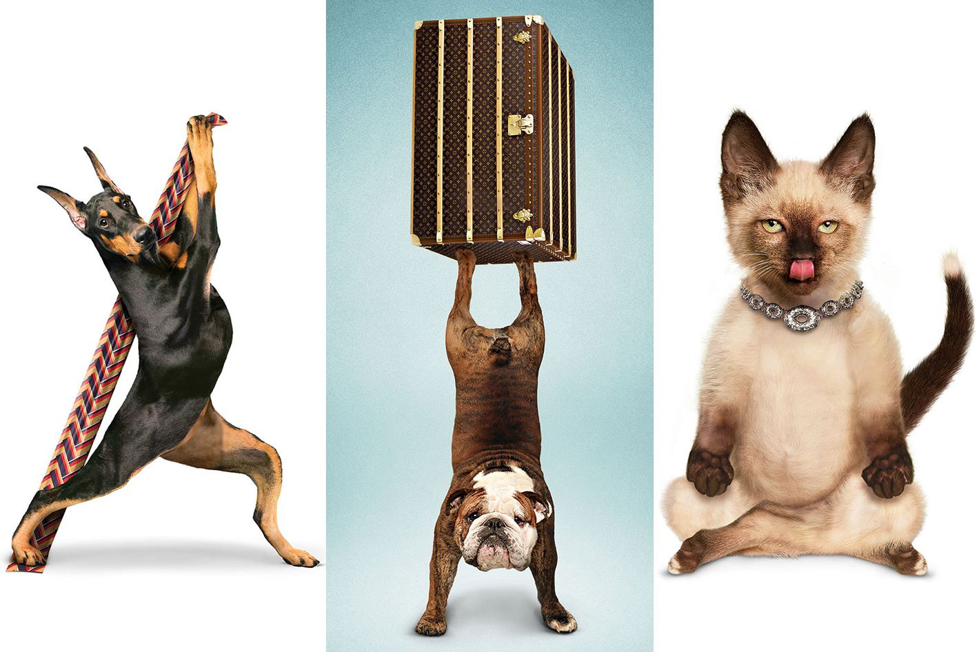 See Cats and Dogs Doing New Years Yoga