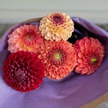 Bear Creek Farm Dahlia CSA Subscription