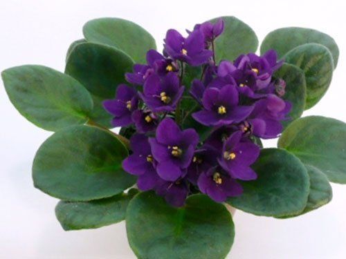 African Violet Plantas