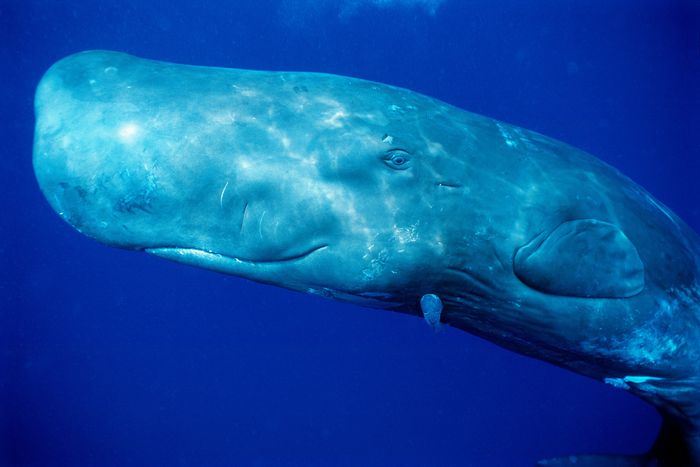 Whales, Ranked