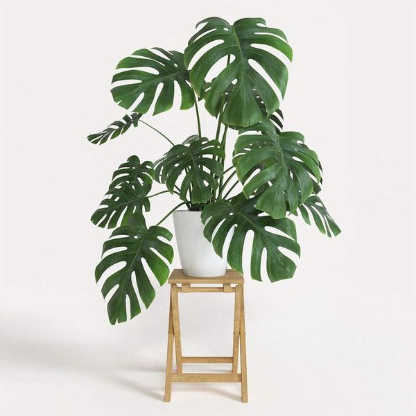 American Plant Exchange Split Leaf Philodendron Monstera Deliciosa