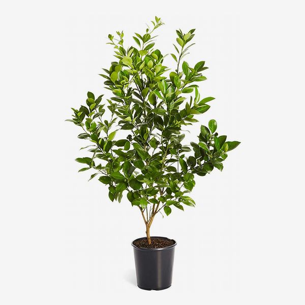 Calamondin Indoor-Outdoor Patio Citrus Tree