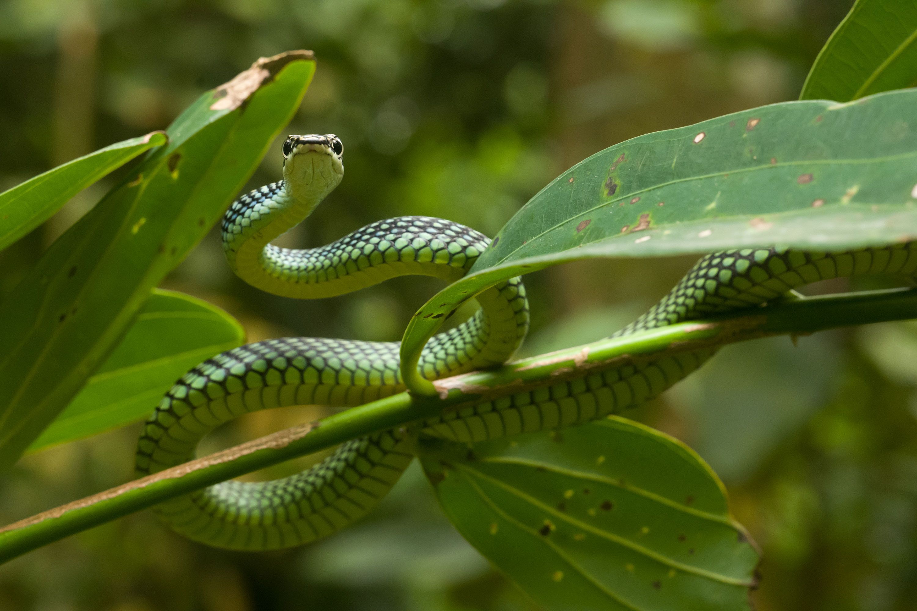 Beautiful Snakes - 10 Most Stunningly Pretty Snakes You Won’t Believe Actually Exist - Paradise Flying Snake
