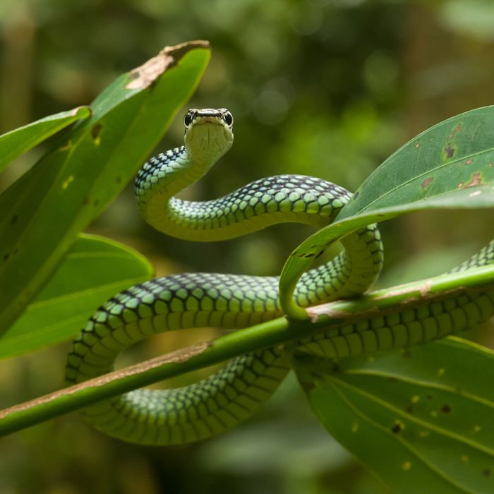 Long Flying Snake