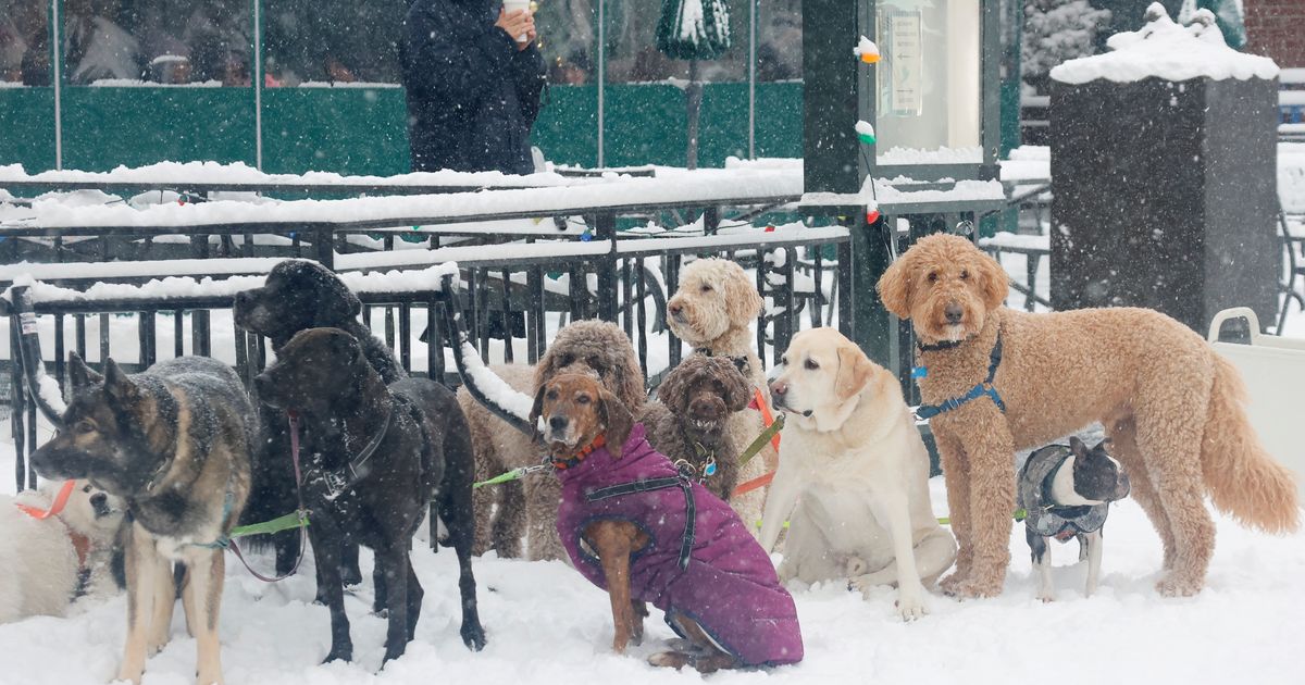 The Sidewalks Are Covered in Snow-Poop. Who's Going to Clean It Up?