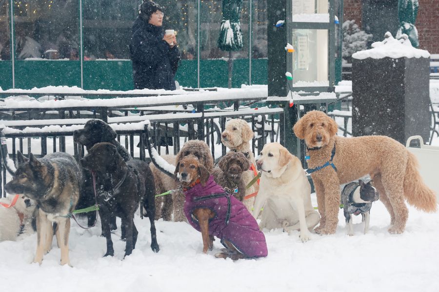 The Sidewalks Are Covered in Snow-Poop. Who’s Going to Clean It Up?