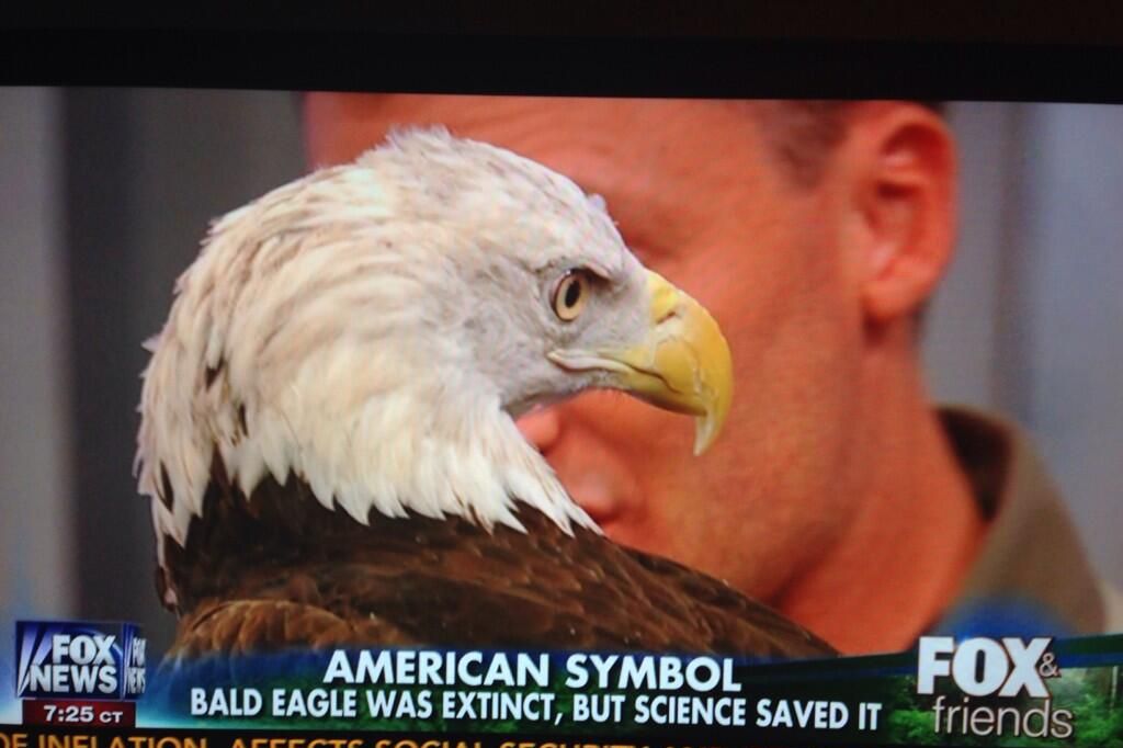 eagles on fox today