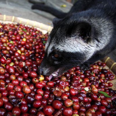 World s Most Expensive Coffee Requires Actual Animal Torture