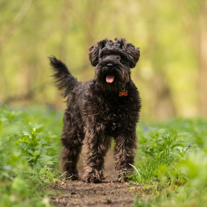 Amazon Returns Stolen Puppy After Customer Emails Jeff Bezos