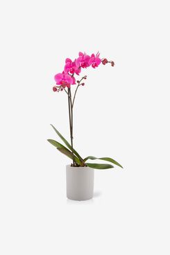 Color Orchids Live Single Stem Phalaenopsis Orchid, 20- to 24-Inches Tall in White Chevron Ceramic Pot