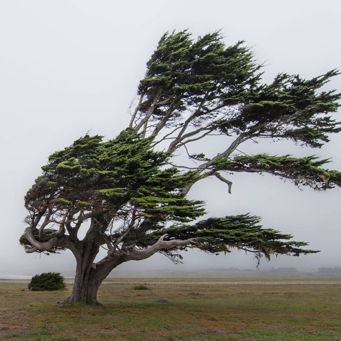 it-s-too-windy