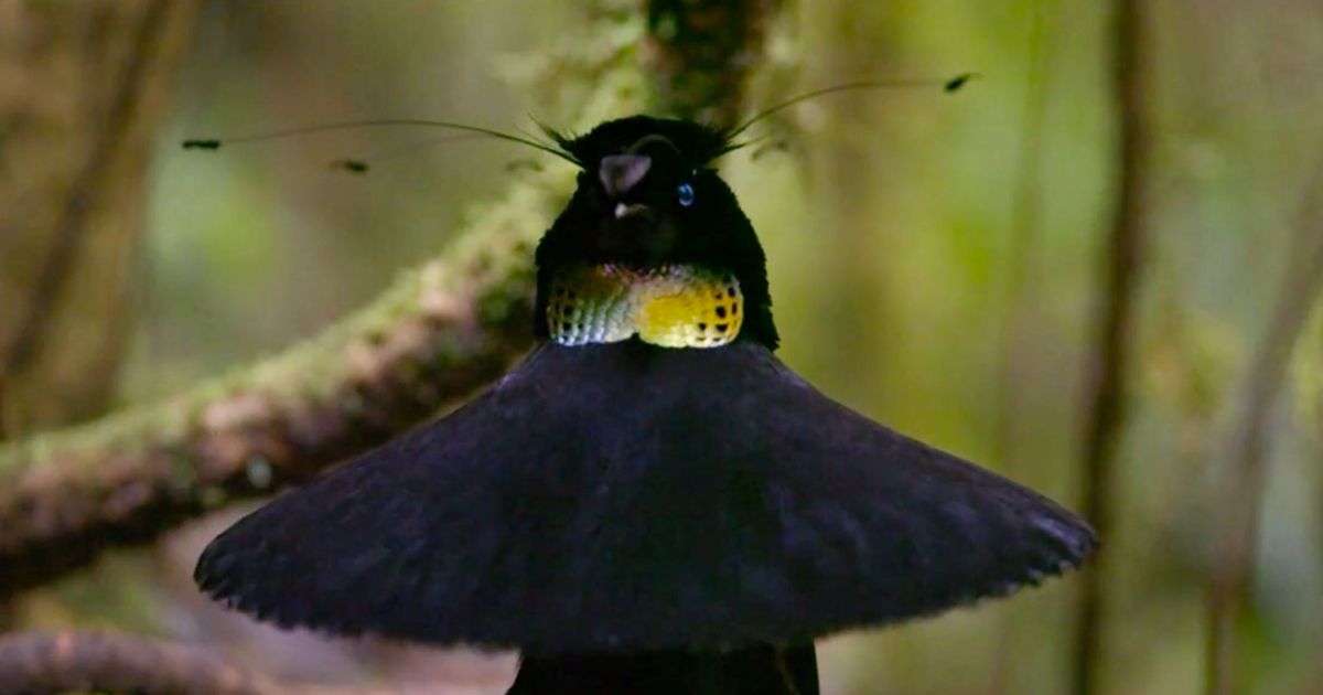 ‘Our Planet’: Watch Exotic Birds Dance in Netflix Nature Doc