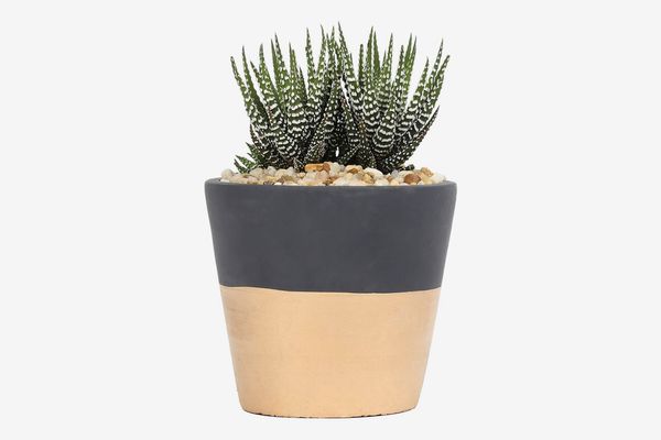 Costa Farms Live Indoor Haworthia in Two-Toned Gold & Charcoal Modern Ceramic Decorator Pot
