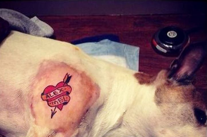 Tattooed dog photos prompt animal welfare concerns