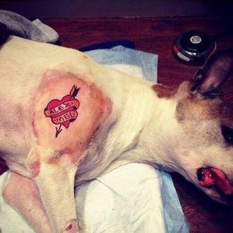 are fake tattoos bad for dogs