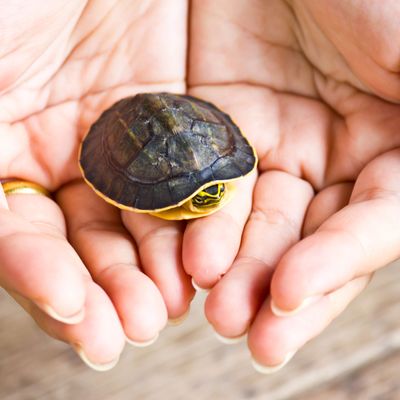 Tortoise shell nail inspiration for Autumn - BEFFSHUFF